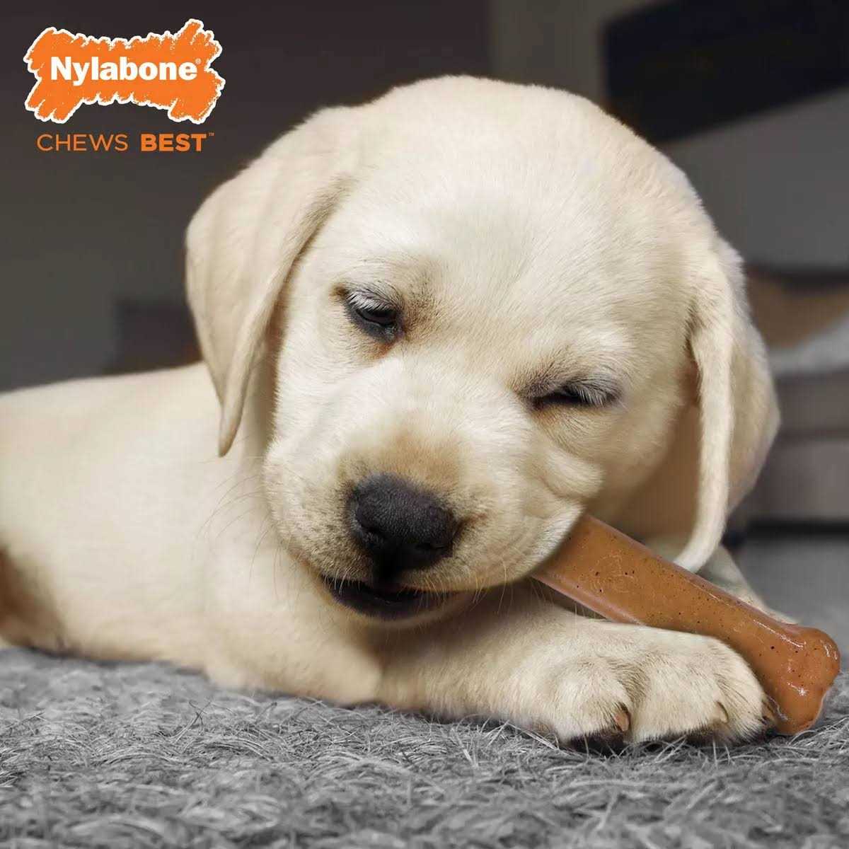 Puppy Starter Kit G6612
