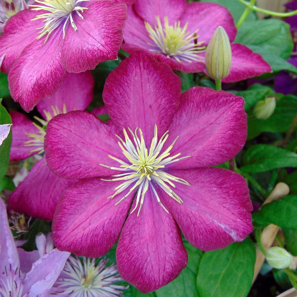 Clematis Live Plant in a 4 Inch Pot Red Flowering Vine Z25202