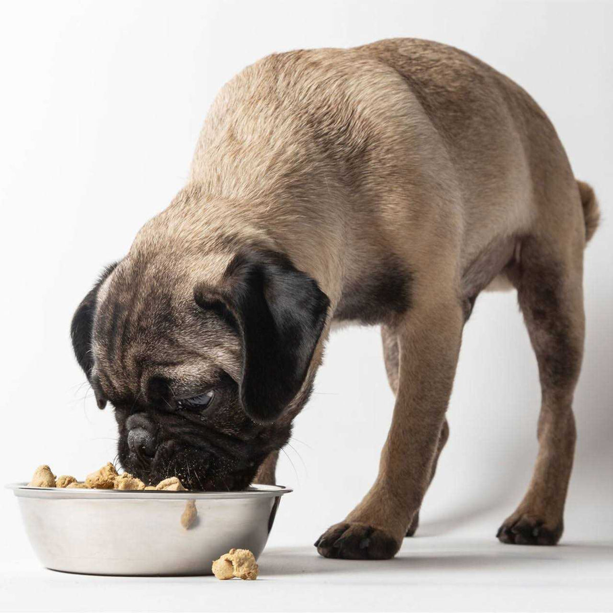Freeze-Dried Dog Food K453882