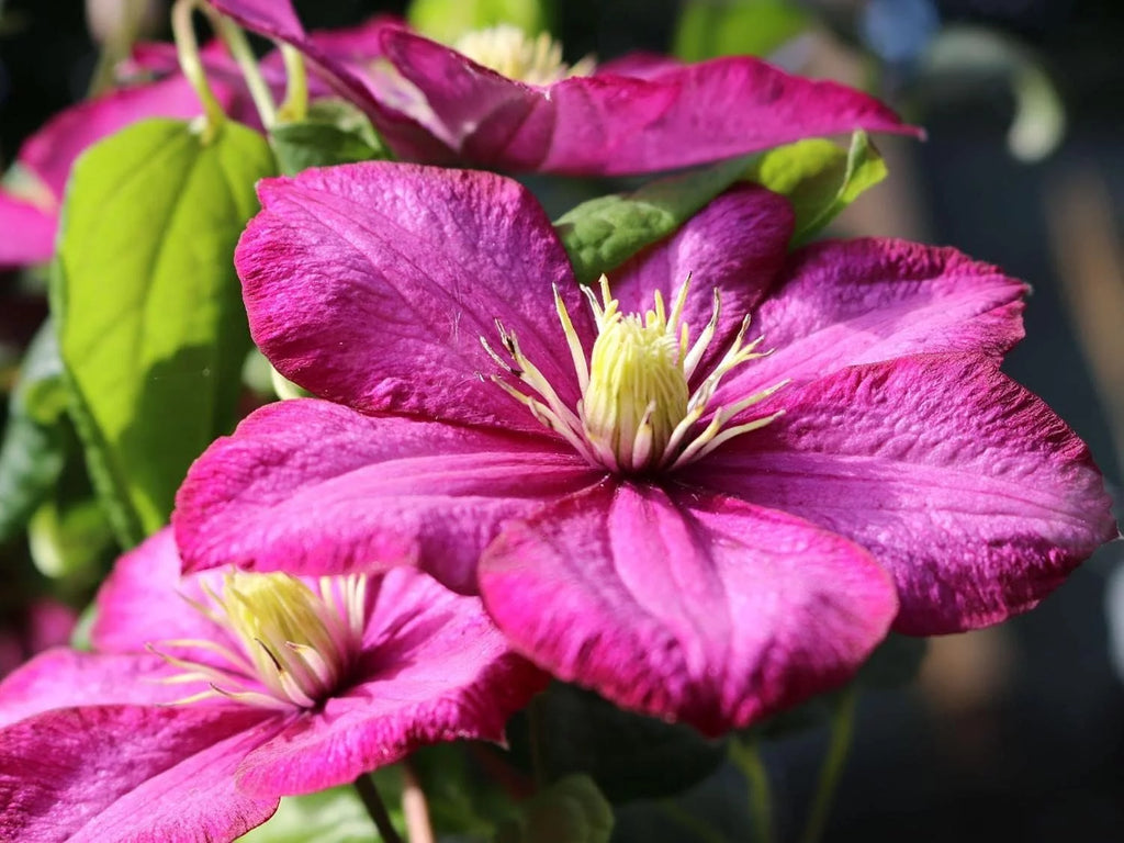 Clematis Live Plant in a 4 Inch Pot Red Flowering Vine Z25202
