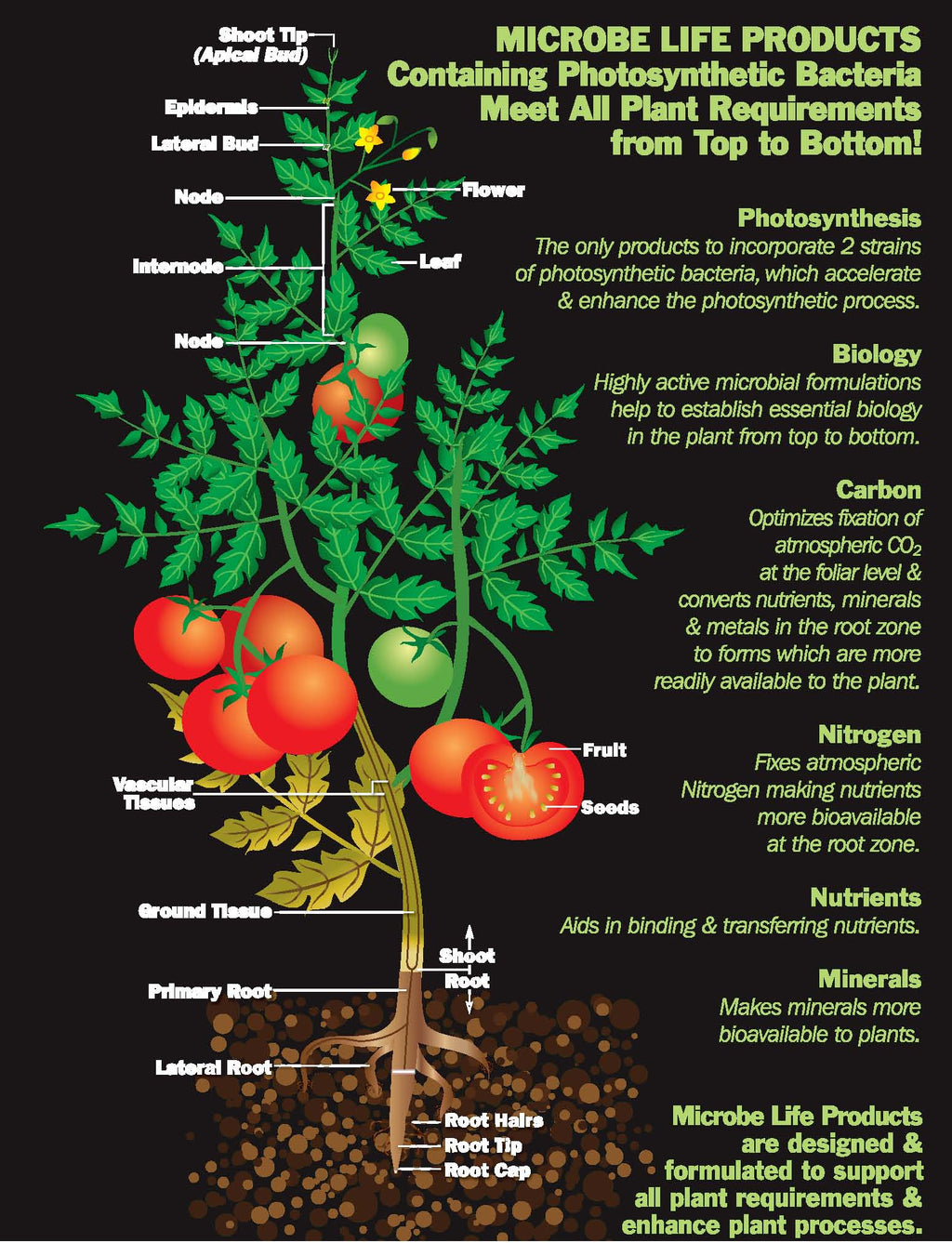 Photosynthesis Plus Pint O27152