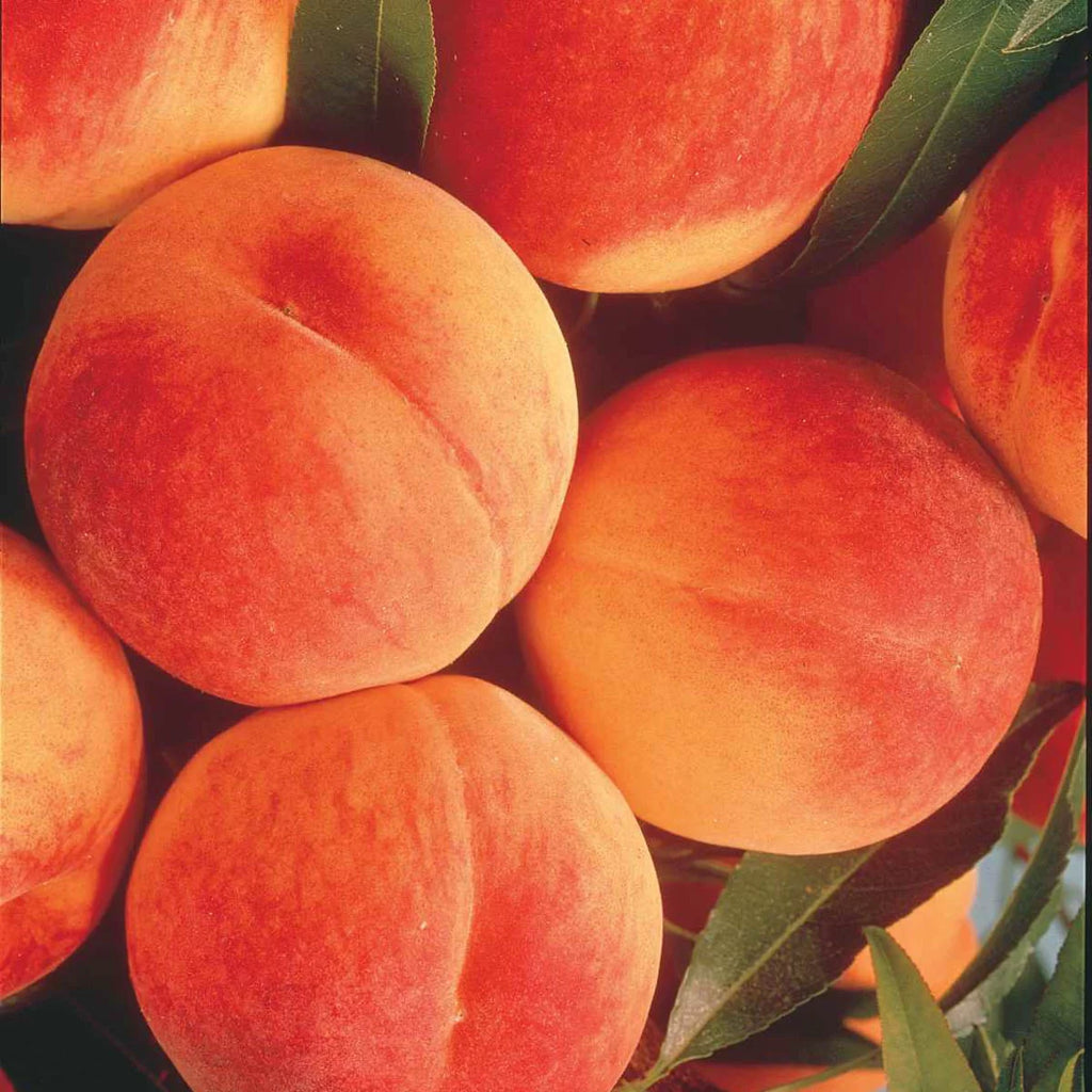 Elberta Peach Standard Dormant Bare Root Fruit Tree (1-Pack) F942