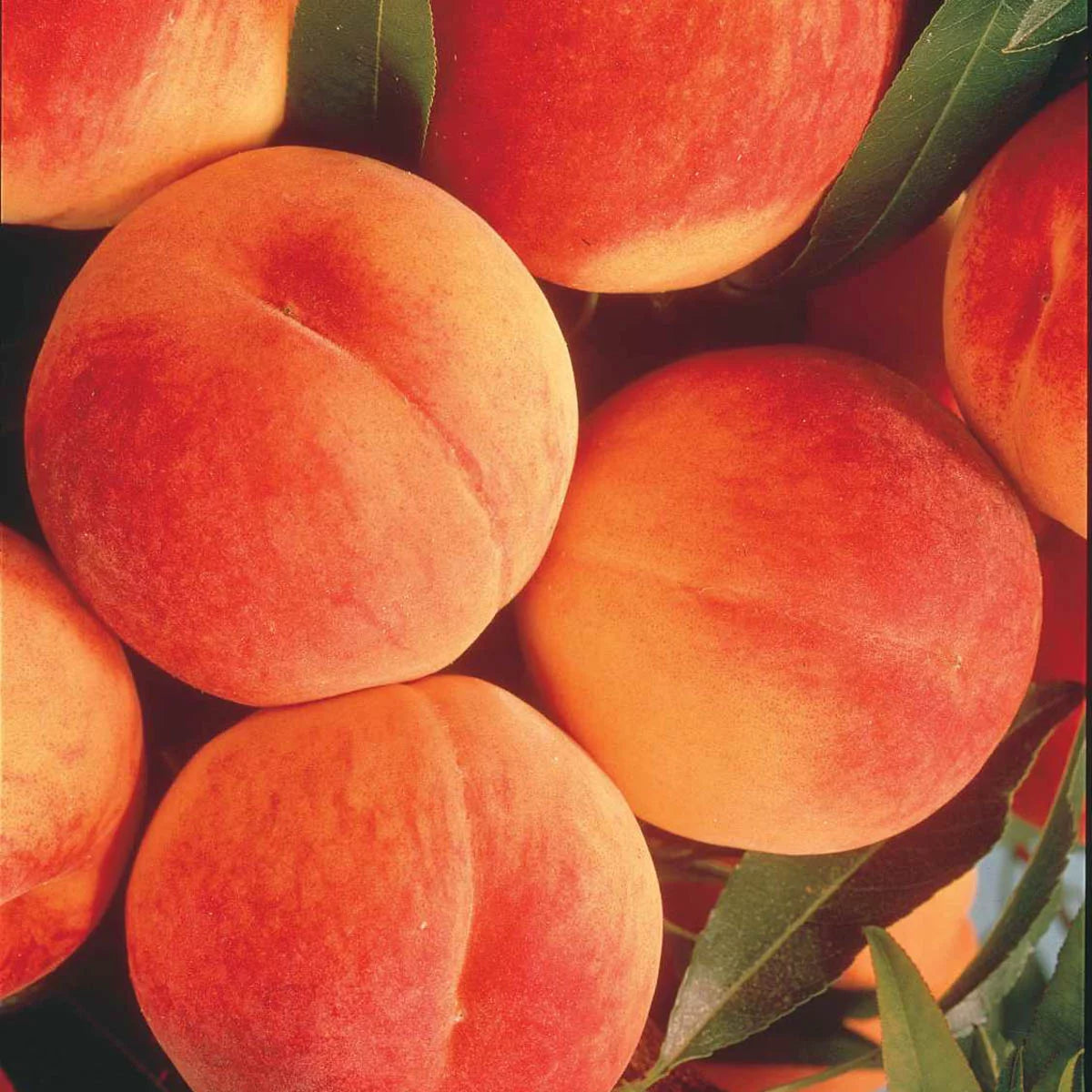 Elberta Peach Standard Dormant Bare Root Fruit Tree (1-Pack) F942