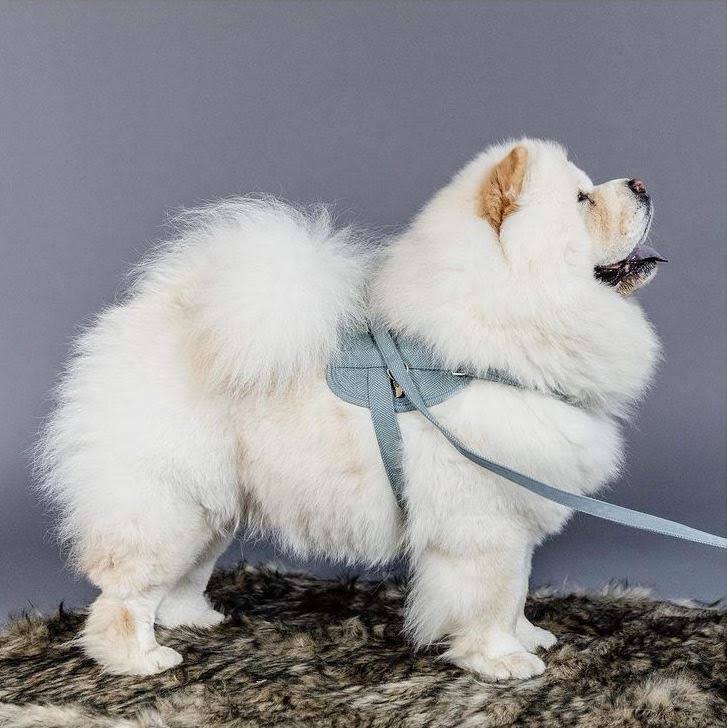 Wool Dog Harness M7179