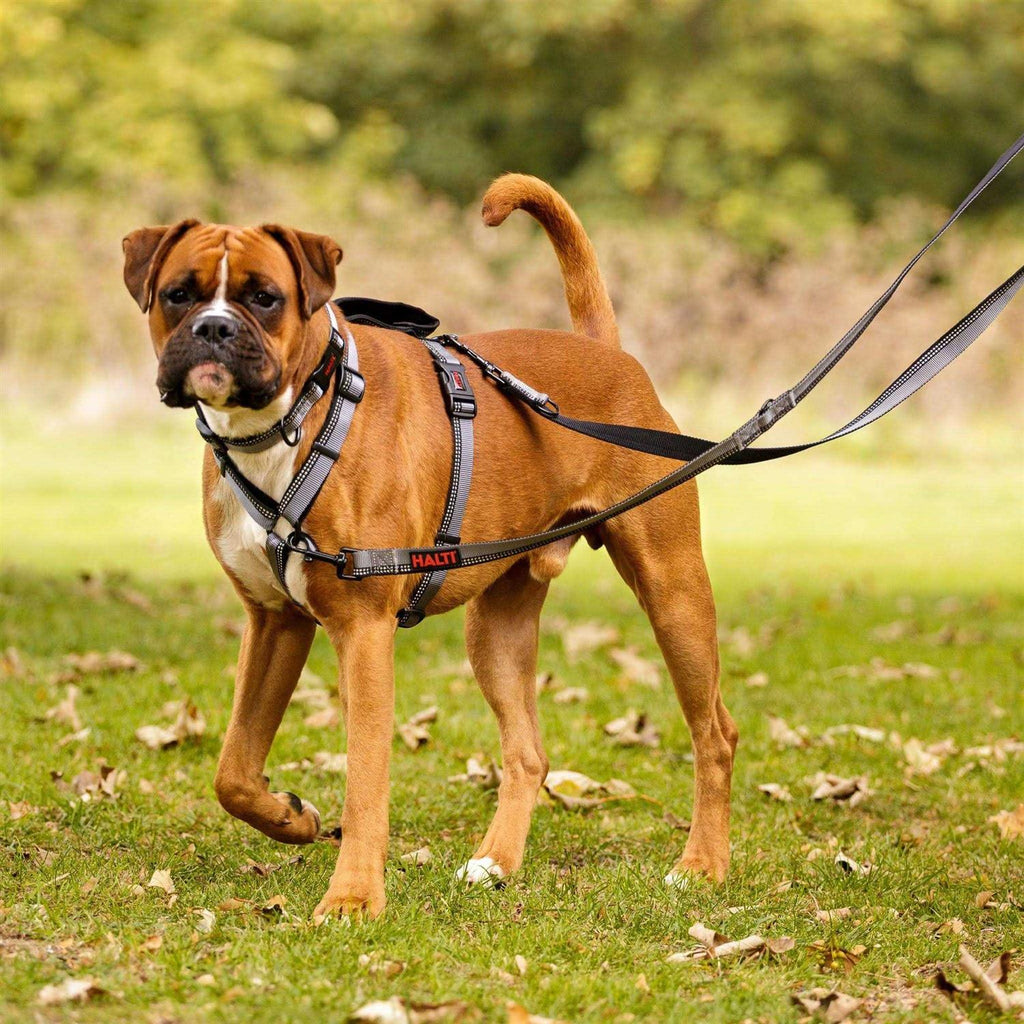 Double Ended Lead Dog Leash K71060