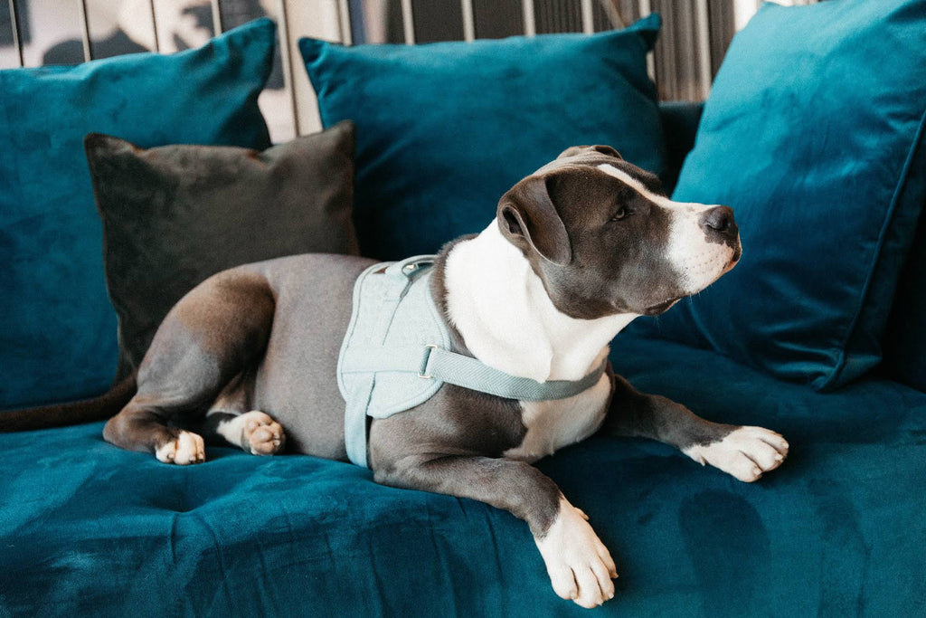 Wool Dog Harness M7179