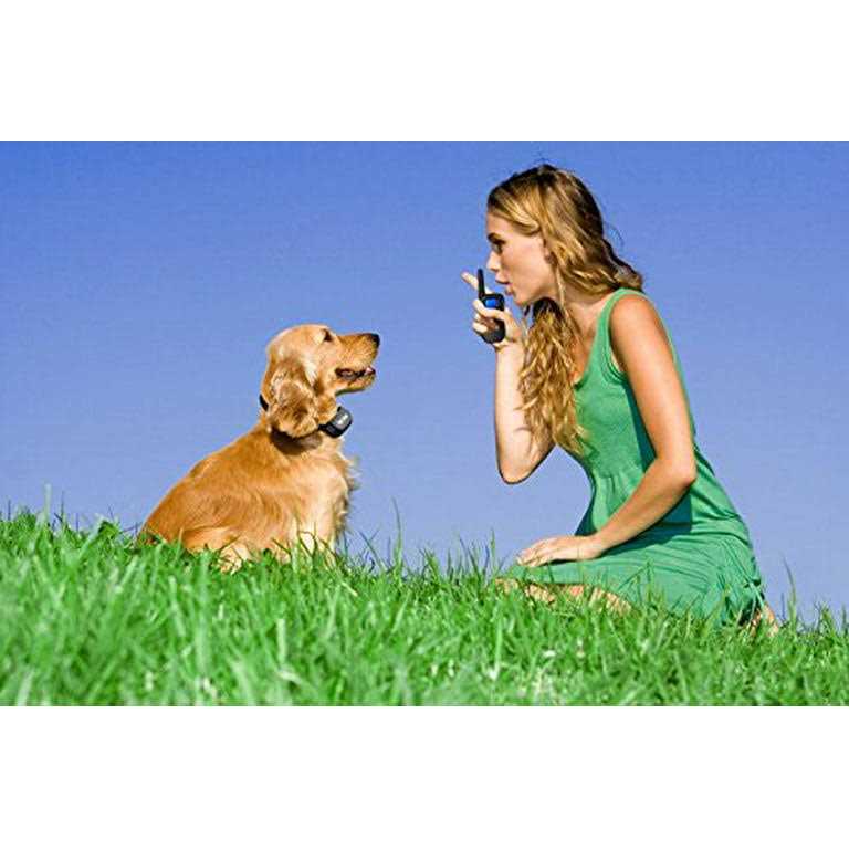 Shock Collar for Small Dogs with Remote B466350