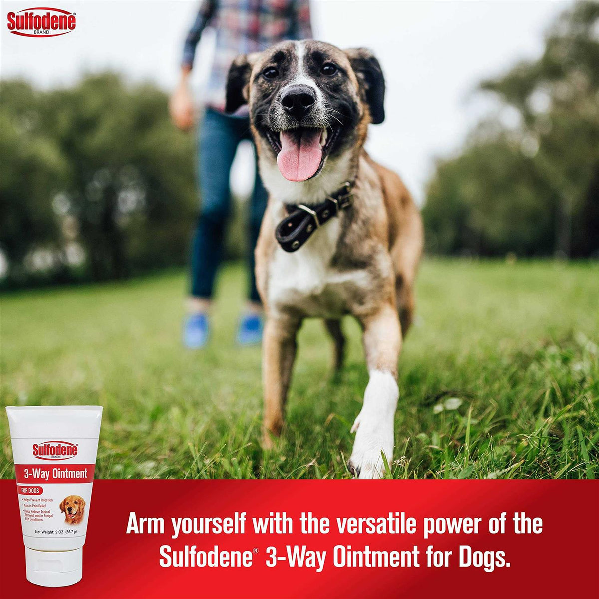 Dog Ointment Z352541