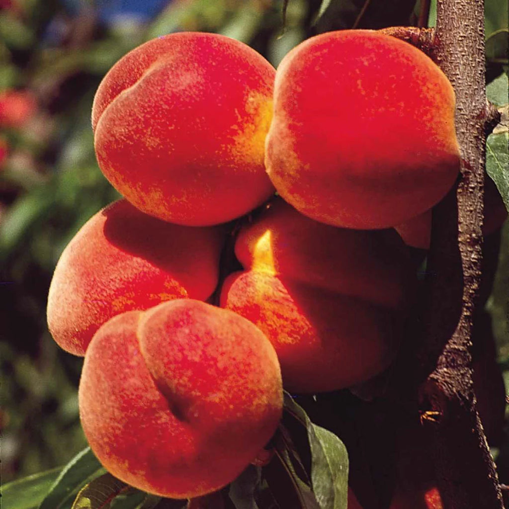 Elberta Peach Standard Dormant Bare Root Fruit Tree (1-Pack) F942