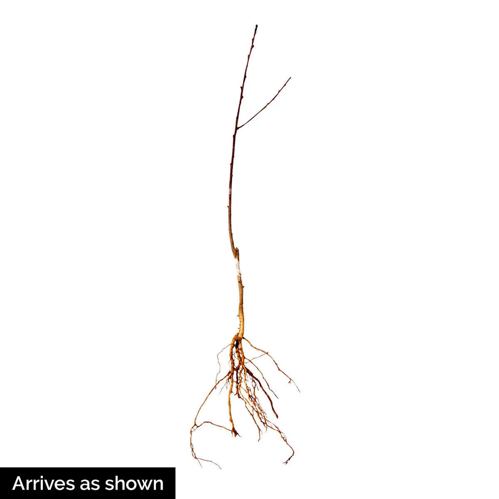 Elberta Peach Standard Dormant Bare Root Fruit Tree (1-Pack) F942