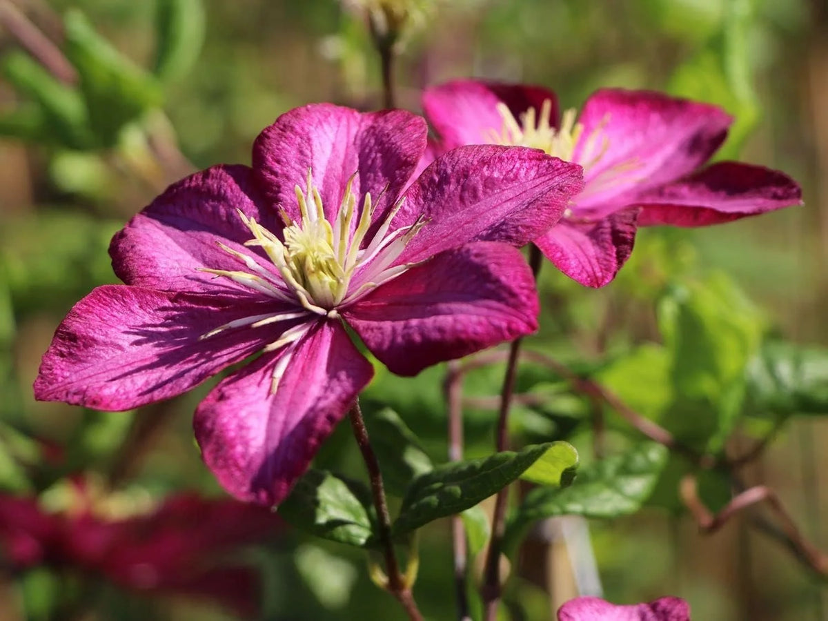 Clematis Live Plant in a 4 Inch Pot Red Flowering Vine Z25202