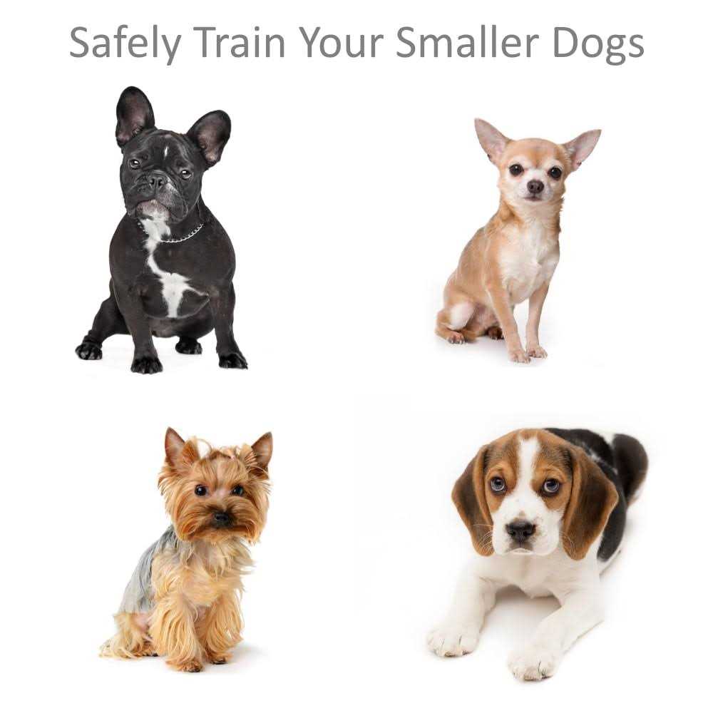 Shock Collar for Small Dogs with Remote B466350