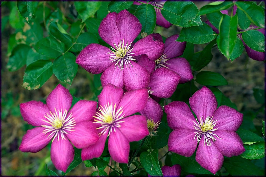 Clematis Live Plant in a 4 Inch Pot Red Flowering Vine Z25202