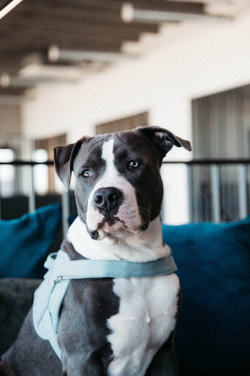 Wool Dog Harness M7179