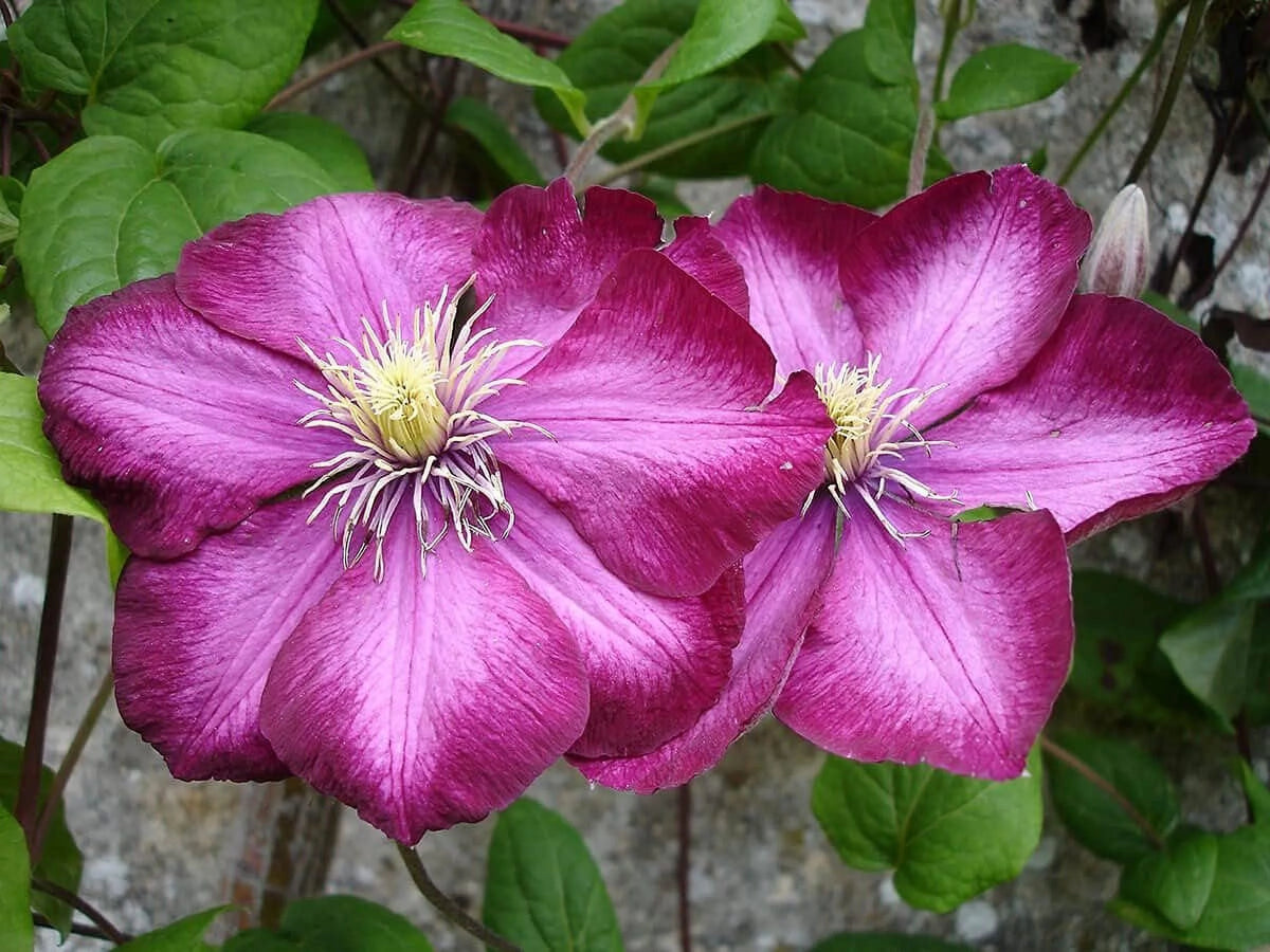 Clematis Live Plant in a 4 Inch Pot Red Flowering Vine Z25202